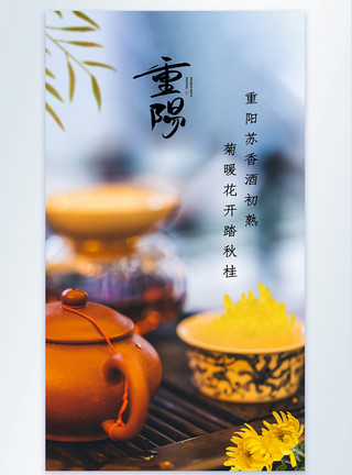 菊花茶背景重阳节赏菊摄影图海报模板
