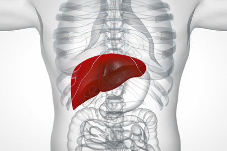 肝部疾病肝脏透视图设计图片