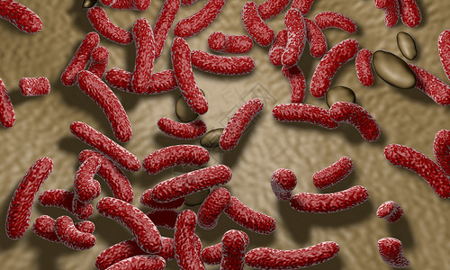 胃肠肠道内大肠杆菌设计图片