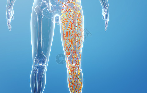 人体腿部淋巴系统背景图片