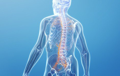 人体脊柱神经背景图片