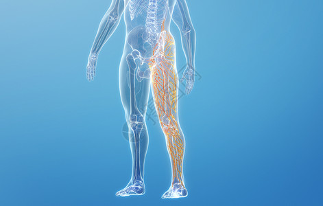 人体大腿淋巴系统高清图片