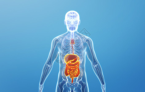 肠胃系统人体消化系统结构设计图片