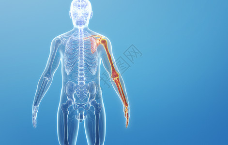 人体肩胛骨结构图片