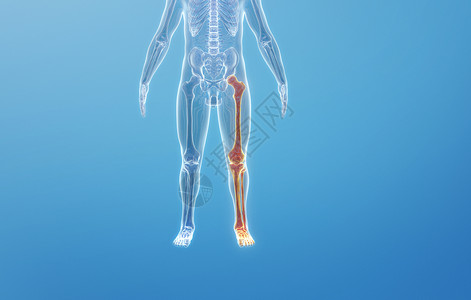 人体下肢骨骼结构背景图片