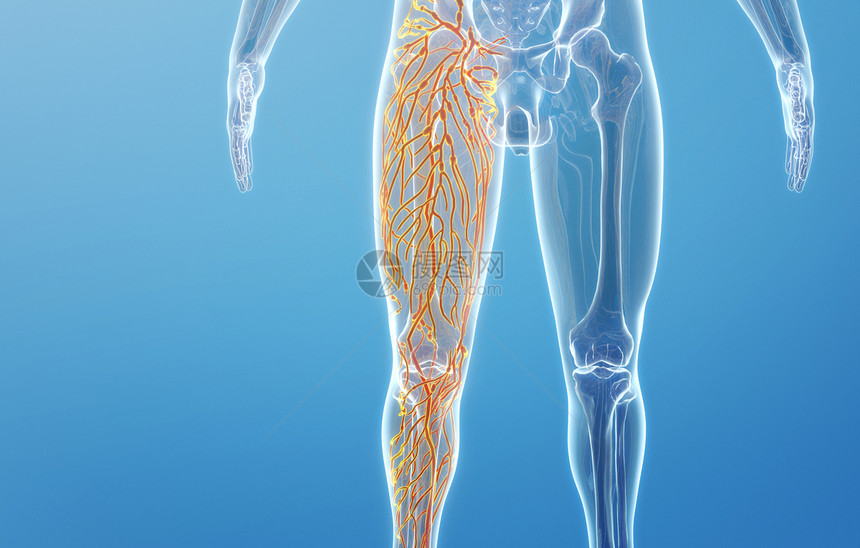 大腿淋巴系统图片