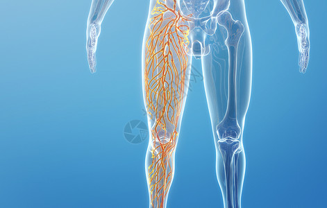 大腿淋巴系统图片