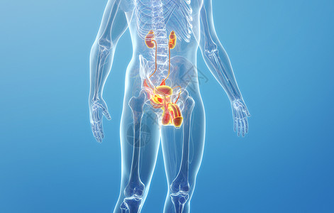 膀胱剖面结构人体生殖器官结构（男性）设计图片