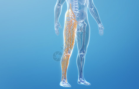 人体大腿淋巴系统背景图片