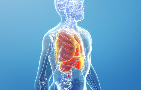 人体肺部结构背景图片