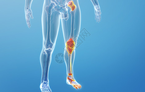 人体腿部人体骨骼3D场景设计图片