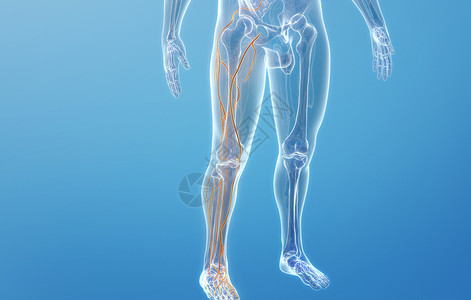 人体下肢静脉结构高清图片