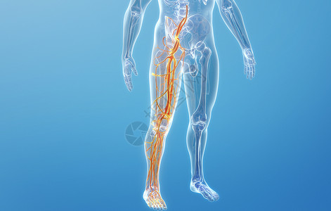 人体下肢血管结构高清图片