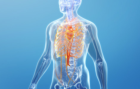 心脏解剖人体循环系统结构设计图片