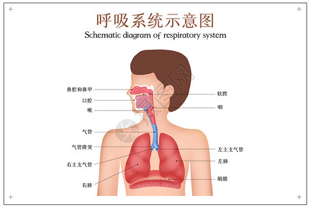 呼吸结构人体呼吸系统示意图插画