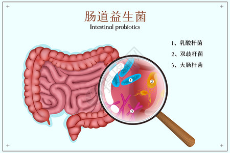 肠道里的益生菌插画高清图片