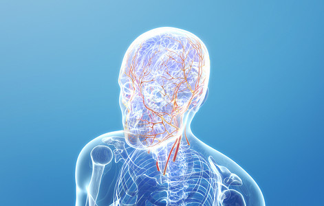 头部和肩膀的肖像人体面部血管分布设计图片