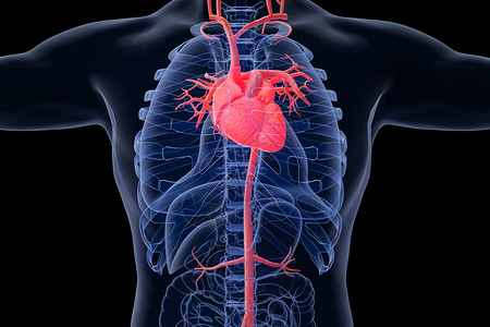 心脏器官模型背景图片