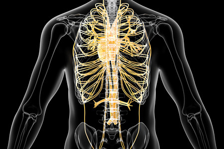 人体静脉结构背景图片