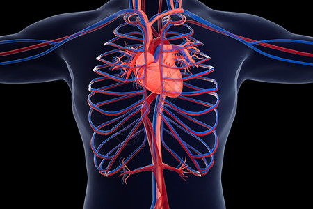 人体心血管场景高清图片