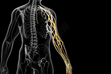 人体手臂动脉神经分布高清图片