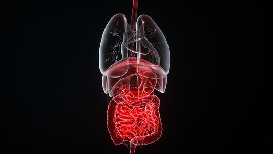 小肠经3D消化系统设计图片