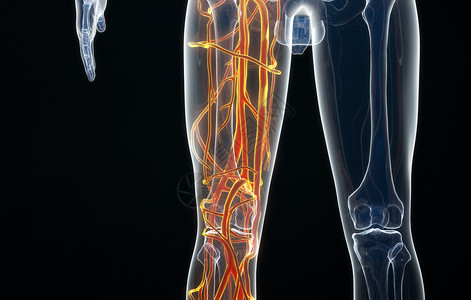 腿部血管分布高清图片