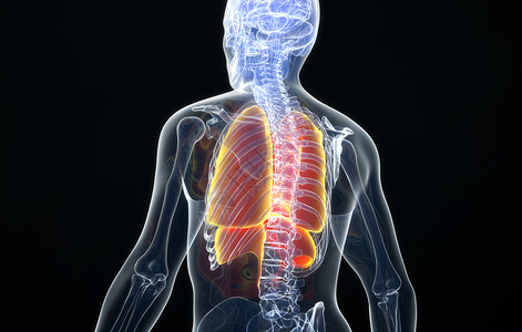 人体肺部后视图背景图片