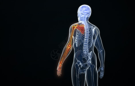 肩胛骨病变手臂骨架后视图设计图片