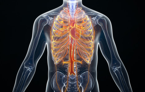 心脏解剖人体心血管设计图片