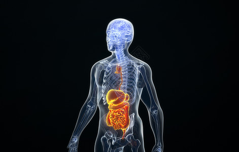 身体组织人体消化系统结构设计图片