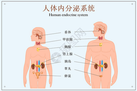 人体八大系统图手绘人体内分泌系统示意图插画