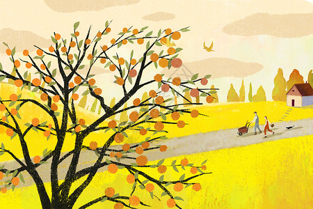 秋天柿子树插画图片