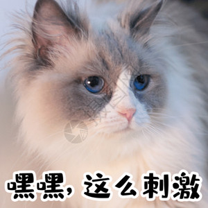 猫咪蓝色眼睛流鼻血害羞猫咪宠物GIF萌宠表情包高清图片