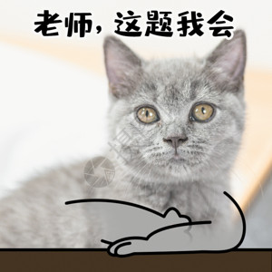 猫桌子上课学生交友考试做题举手猫咪宠物GIF高清图片