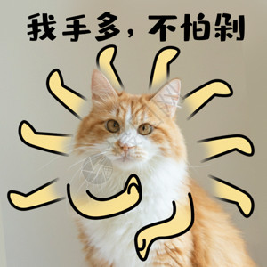 橙色绒毛猫双十二双12不怕剁手猫咪宠物GIF高清图片