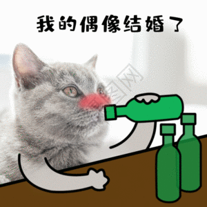 买醉喝酒难过猫咪宠物GIF图片