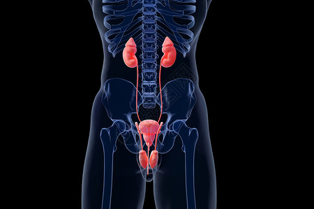 左输尿管男性泌尿器官设计图片