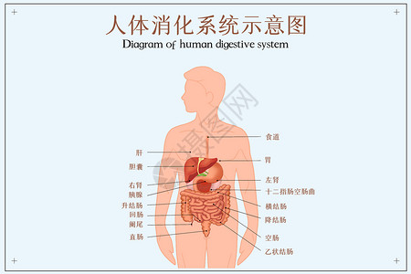胆囊人体消化系统示意图插画