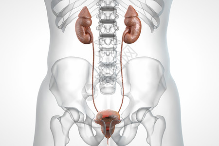 尿道括约肌前列腺病变场景设计图片