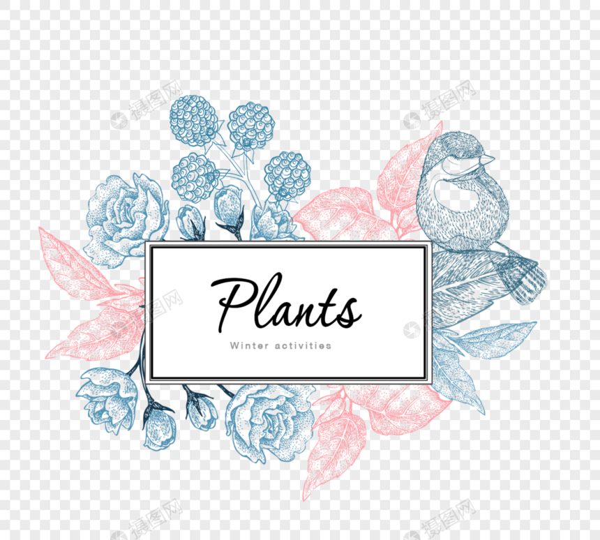 素描植物图案边框图片
