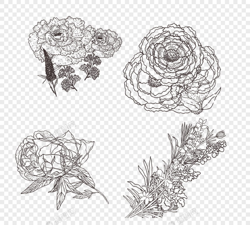 花艺术线条玫瑰叶子手绘元素图片