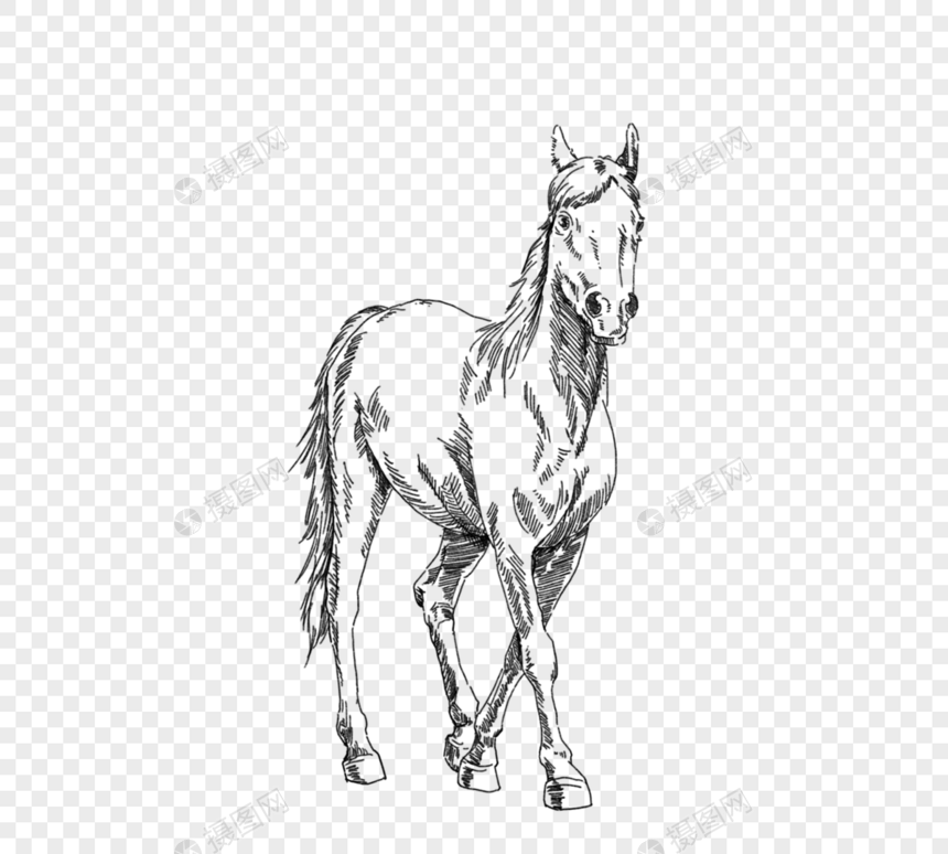 黑色和白色手绘线描一匹马图片
