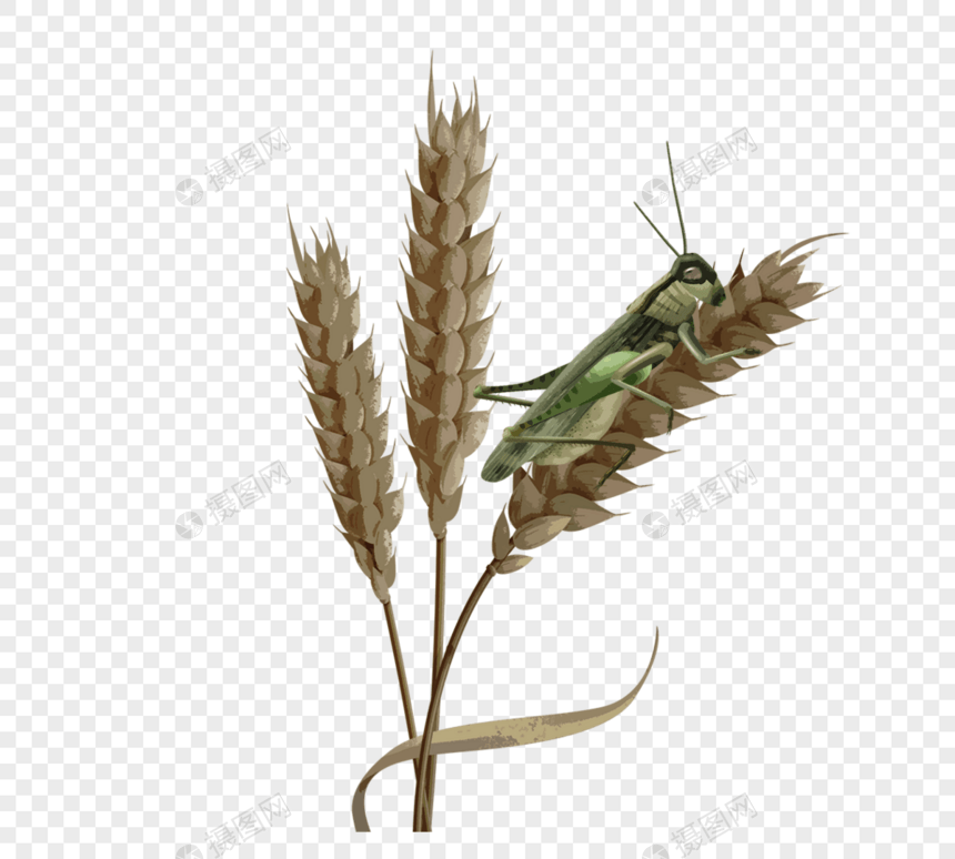 蝗灾害虫吃小麦图片
