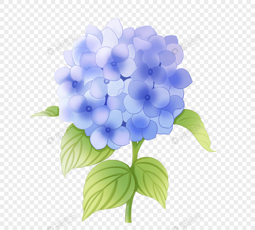 手绘风格蓝色绣球花图片