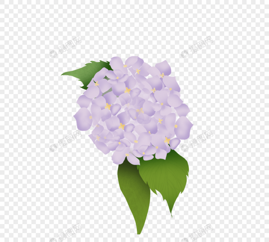手绘淡紫色绣球花图片