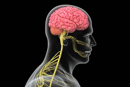 头部模型C4D大脑模型设计图片
