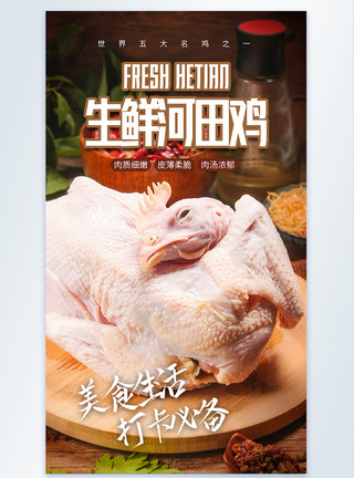 养殖鸡新鲜食材河田鸡摄影图海报模板