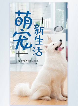 拿着画笔的狗宠物萨摩耶萌宠生活摄影海报模板