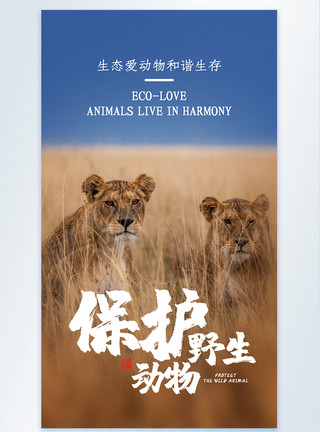 非洲村庄保护野生动物非洲狮子摄影图海报模板